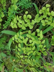 Adiantum poiretii