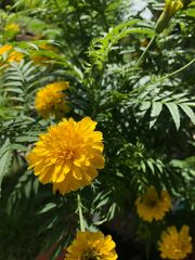 Tagetes erecta image