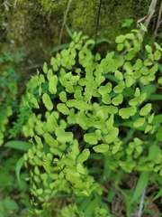 Adiantum poiretii