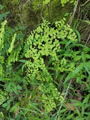 Adiantum poiretii
