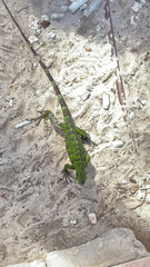 Iguanidae