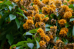 Pterocarpus violaceus