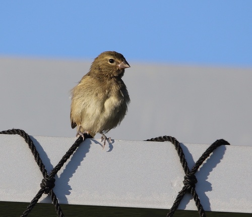 Antillean Yellow-Faced Grassquit