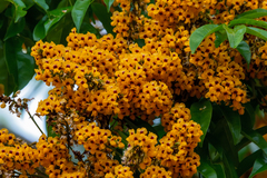 Pterocarpus violaceus