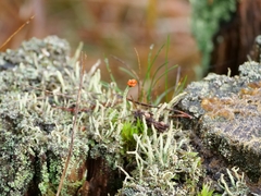 Cladonia