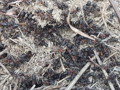 Formica rufa