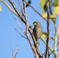 Tiaris olivaceus