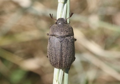 Phyllophaga lanceolata