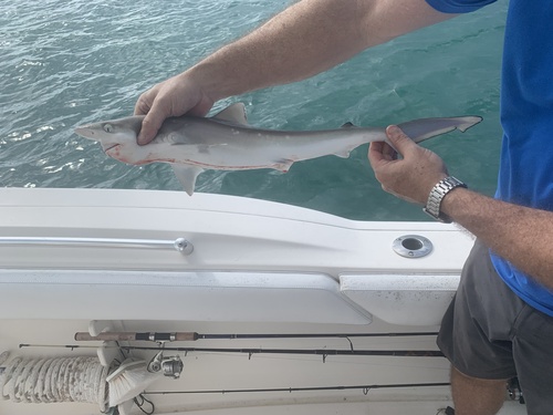 Atlantic sharpnose shark photographed at Biscayne Bay, FL, US