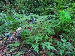 Pteris tripartita