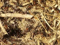 Formica rufa