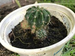 Echinopsis bridgesii