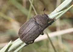 Phyllophaga lanceolata