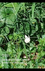 Leptophobia aripa