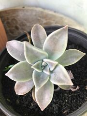 Graptopetalum