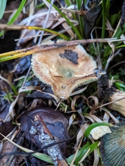 Lactarius aurantiosordidus