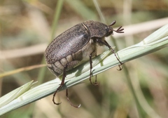 Phyllophaga lanceolata