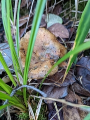 Lactarius aurantiosordidus