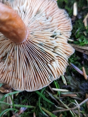 Lactarius aurantiosordidus