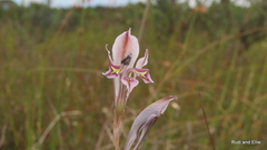 Gladiolus permeabilis permeabilis