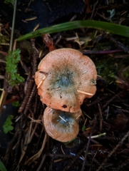 Lactarius aurantiosordidus