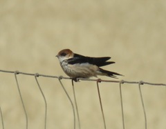 Cecropis cucullata