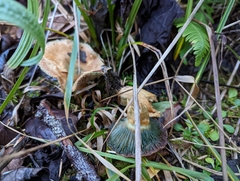Lactarius aurantiosordidus