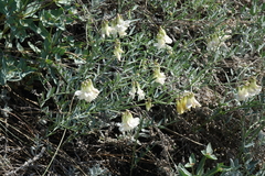 Vicia costata