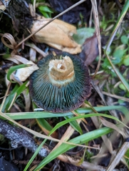 Lactarius aurantiosordidus