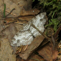 Paradarisa consonaria