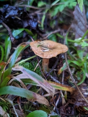 Lactarius aurantiosordidus