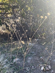 Centaurea melitensis