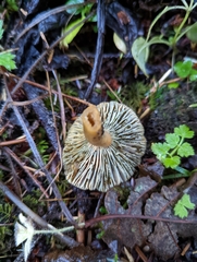 Lactarius aurantiosordidus