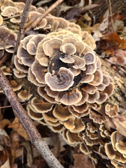 Trametes versicolor