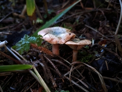 Lactarius aurantiosordidus