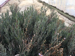Limoniastrum monopetalum