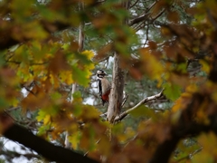 Dendrocopos major