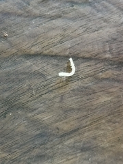 Blaniulus guttulatus