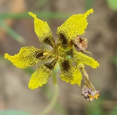 Ferraria