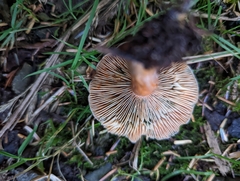 Lactarius aurantiosordidus