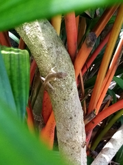 Anolis limifrons