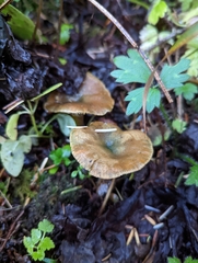 Lactarius aurantiosordidus