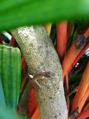Anolis limifrons