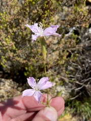 Dianthus albens