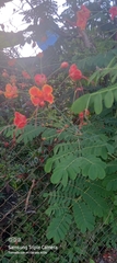 Caesalpinia