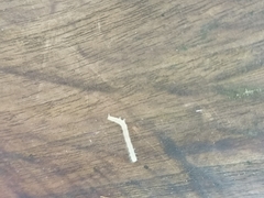 Blaniulus guttulatus