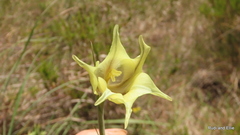 Gladiolus longicollis longicollis