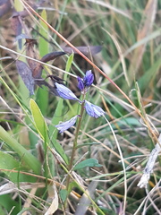 Polygala
