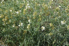 Vicia costata