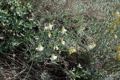 Vicia costata